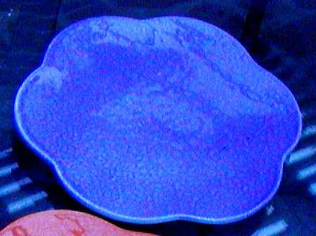 AXK1 Blue by Ancora (Italy)