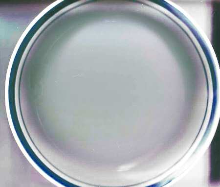 5529 Dinner Plate