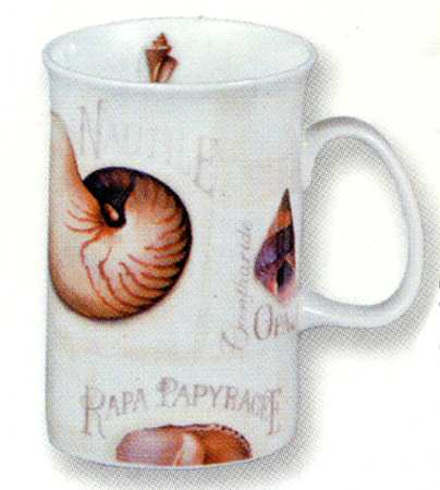 Shell Collection by Ashdene