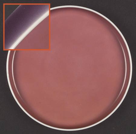 Chromatics Red Lavender Salad Plate