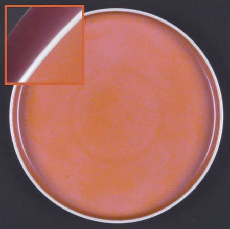 Chromatics Red Lavender Salad Plate