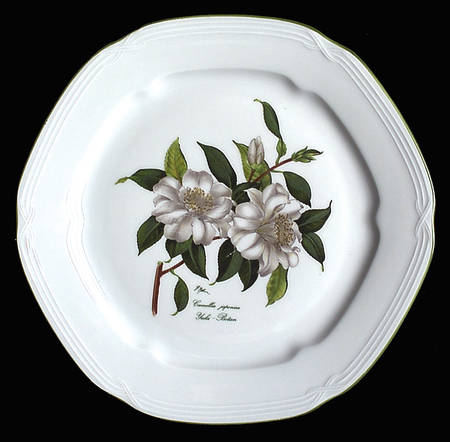 Camellia Japonica Dinner Plate
