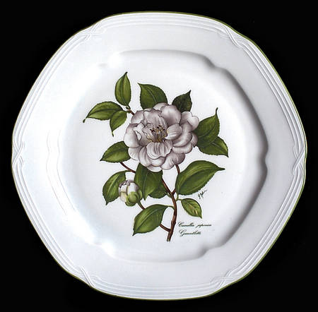 Camellia Japonica Dinner Plate