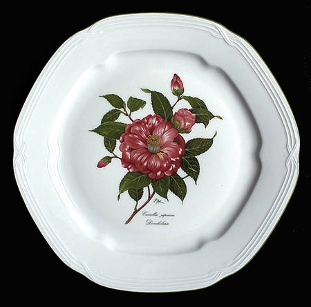 Camellia Japonica Dinner Plate