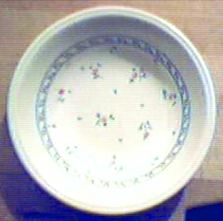 BIL31 Coupe Cereal Bowl