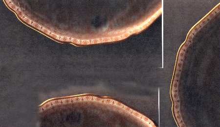 2156 Saucer for Cream Soup Bowl