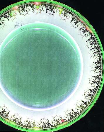 9158 by Coalport