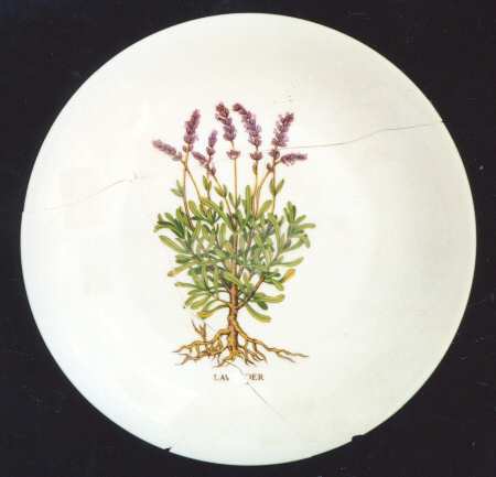 CNA2 Salad Plate