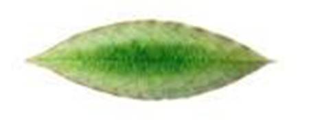 Riviera Tomate (Emerlad Green) 7" Leaf Dish
