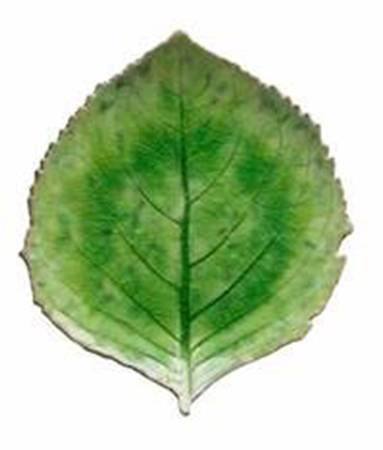 Riviera Tomate (Emerlad Green) 8" Leaf Dish