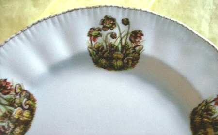 ENG135 Salad Plate