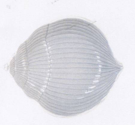 Cape Coral Figural All Purpose Bowl