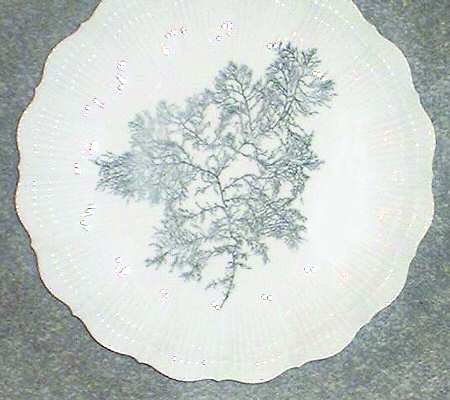 Black Coral Bread & Butter Plate