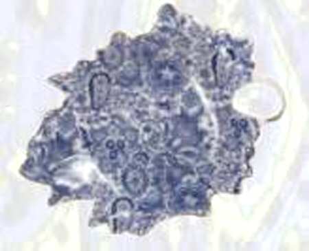 Paisley Blue 7" Leaf Dish