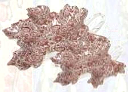Paisley Red 9" Leaf Dish