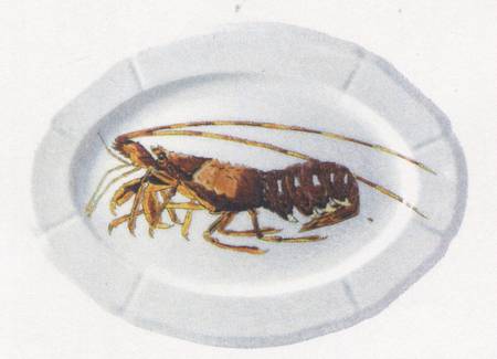 Grand Crustaces  (Scallope Rim) 17" Oval Serving Platter