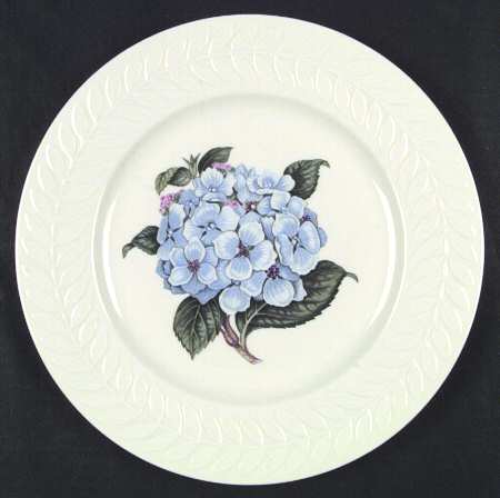 Regents Park Hydrangea by Haviland