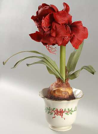 Holiday (Dimension) Amaryllis Figural Flower Pot-Say It With Silk