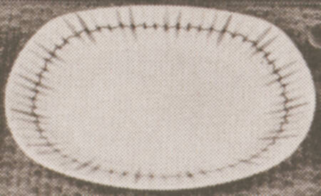 Cherokee Dinner Plate