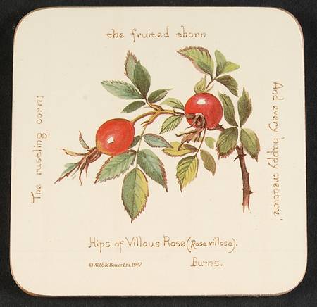 Country Diary Edwardian Lady Square Corkback Coaster