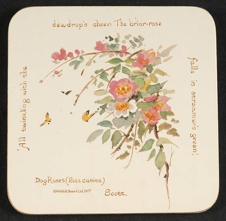 Country Diary Edwardian Lady Square Corkback Coaster