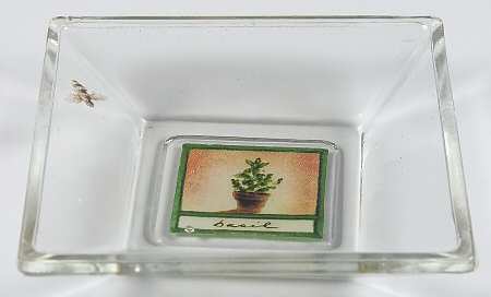 Naturewood Glassware Dipping Dish