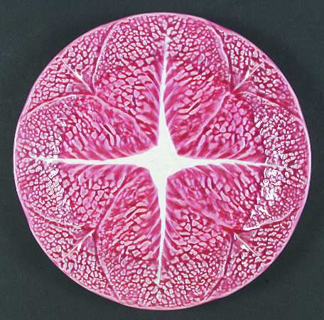 Cabbage Pink by Secla