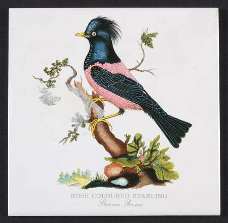 Birds of Britain 6" Individual Ceramic Tile Insert