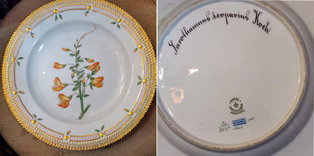 Flora Danica (1961 To Current) Dinner Plate-Sarothamnus seoparius Koch.