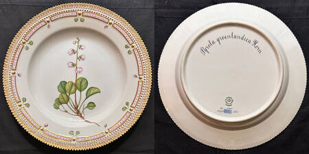 Flora Danica (1961 To Current) Dinner Plate-Pyrola groenlandiea Horn.