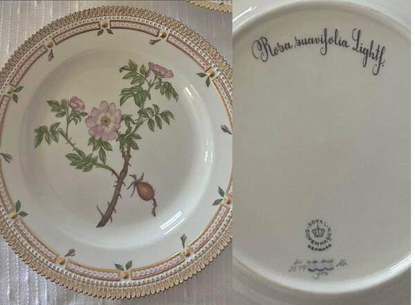 Flora Danica (1961 To Current) Dinner Plate-Rosa suavifolia Lighttf.