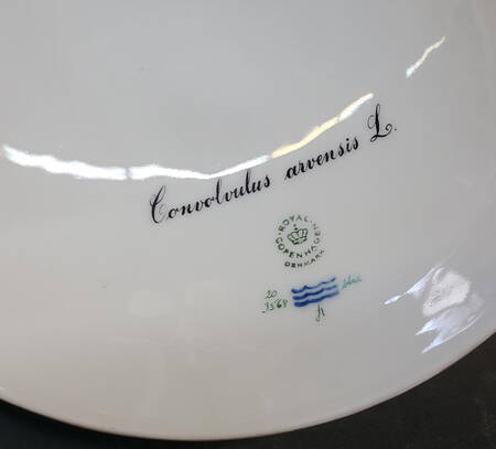 Flora Danica (1961 To Current) Lid for Round Vegetable-Convolvulus arvensis L.
