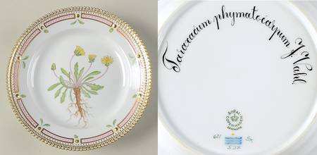 Flora Danica (1961 To Current) Salad Plate-Taraxacum phymatocarpum F. Vahl