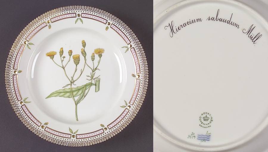 Flora Danica (1961 To Current) Dinner Plate-Hieracium sabaudum Mull