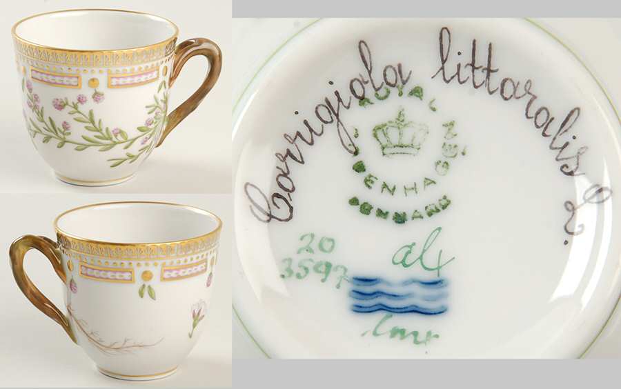 Flora Danica (1961 To Current) Flat Cup-Corrigiola littaralis L.