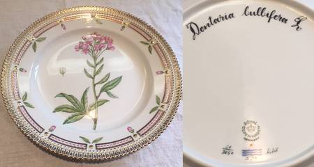 Flora Danica (1961 To Current) Luncheon Plate-Dentaria bulbidera L