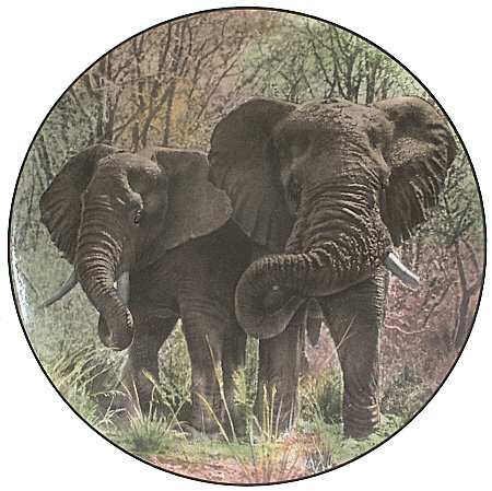 African Series Multicolor (Coupe) by Royal Doulton
