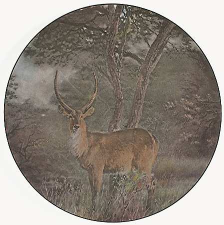 African Series Multicolor (Coupe) Dinner Plate