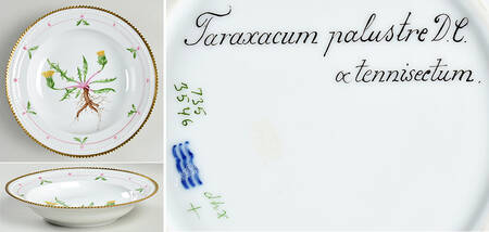 Flora Danica (735 Series) Rim Soup Bowl-Taraxacum palustre DC a tennisectum