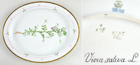 Flora Danica (735 Series) 15" Oval Serving Platter-Vicia sativa L