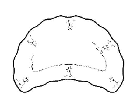 Elizabeth (Platinum Trim) Crescent Salad Plate
