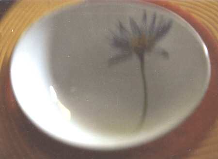 Lotus Fruit/Dessert (Sauce) Bowl