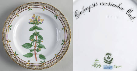 Flora Danica (1790 To 1960) Dinner Plate-Galeopsis versicolor Curt.
