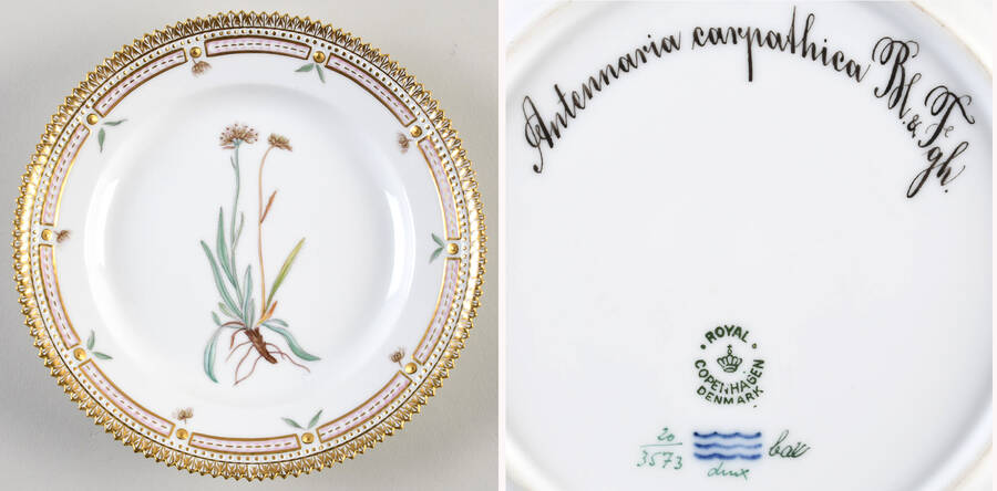 Flora Danica (1790 To 1960) Salad Plate-Antennaria carpathica M & Fgh