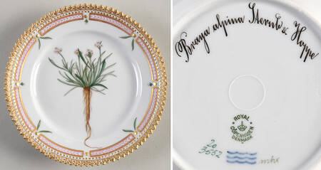 Flora Danica (1790 To 1960) Bread & Butter Plate-Braya alpina S Aernb s Hoppe.