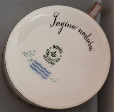 Flora Danica (1790 To 1960) Chocolate Cup-Sagina nodosa