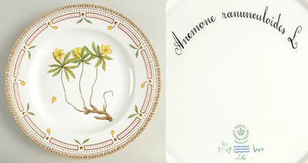 Flora Danica (1790 To 1960) Dinner Plate-Anemone ranunculoides L.