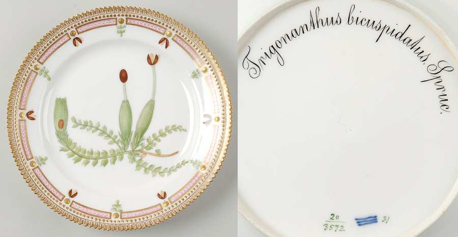 Flora Danica (1790 To 1960) Luncheon Plate-Trigonanthus bicuspidatus Spruc
