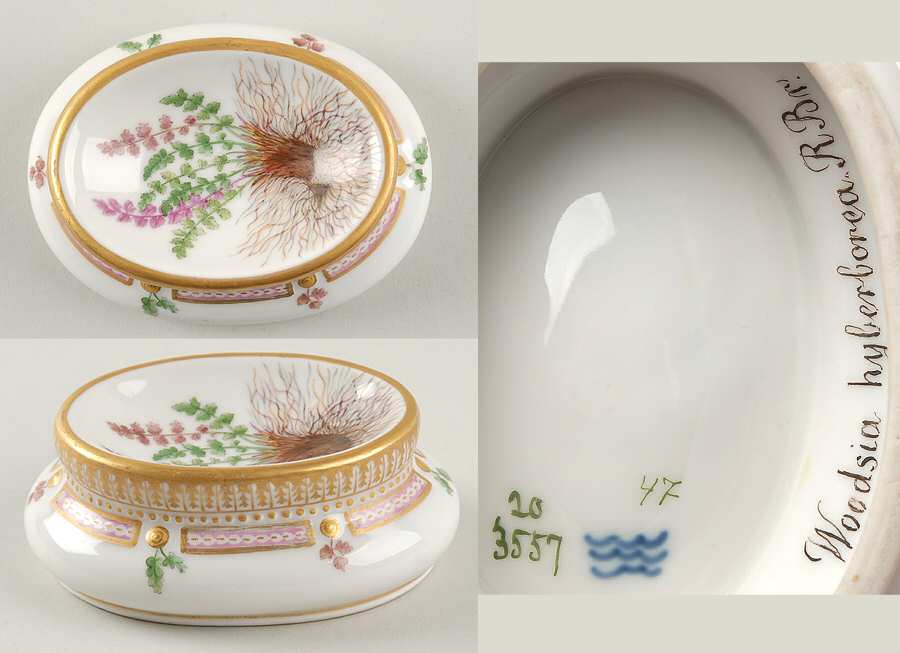 Flora Danica (1790 To 1960) Salt Cellar-Woodsia hyberborea R Br