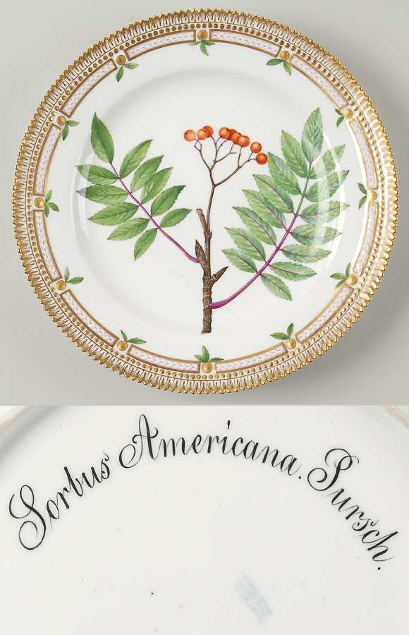 Flora Danica (1790 To 1960) Dinner Plate-Sorbus Americana Pursch